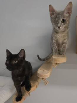 Peeky & Boo -  Domestic Short Hair Cat for Adoption in Indian Land, South Carolina - Peeky & Boo | PetCurious