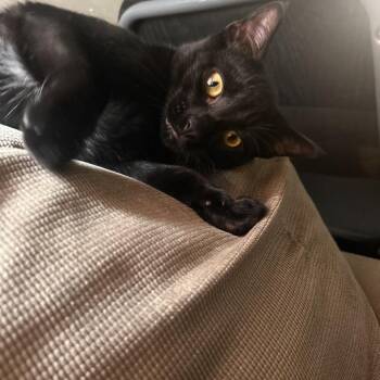 Pines -  Domestic Short Hair Cat for Adoption in Asheville, North Carolina - Pines | PetCurious