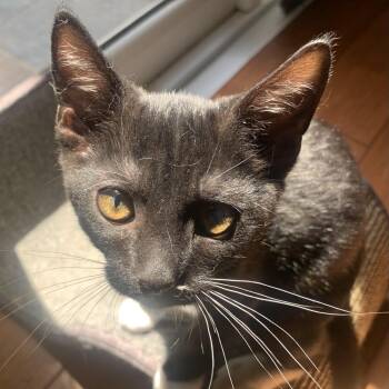 Sage -  Tuxedo Cat for Adoption in Villa Park, California - Sage | PetCurious