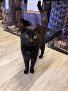 Gemma -  Domestic Short Hair Cat Available for Adoption in Freeport, New York - Gemma | PetCurious