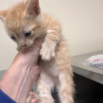 George -  Domestic Short Hair Cat for Adoption in Wilmington, Delaware - George | PetCurious