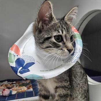 Marceline -  Domestic Short Hair Cat for Adoption in Gainesville, Florida - Marceline | PetCurious