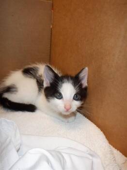 Domestic Short Hair Cats Available for Adoption in San Jose, California - A1406037 | PetCurious