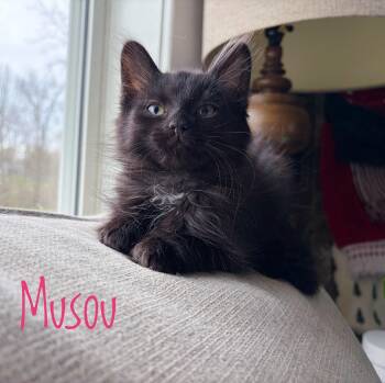Domestic Long Hair Cats Available for Adoption - Musou | PetCurious