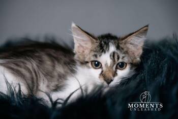 Baelor  -  Domestic Medium Hair Cat Available for Adoption - Baelor  | PetCurious