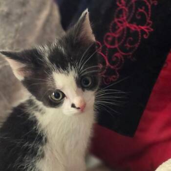 Domestic Short Hair Cats Available for Adoption in Wichita, Kansas - Zoro | PetCurious