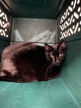 Rescue Domestic Short Hair Cats for Adoption in Danielsville, Georgia - Reina | PetCurious