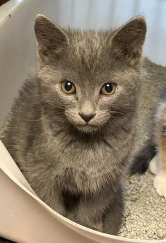 Phainon *IN FOSTER* -  Domestic Short Hair Cat for Adoption in South Bend, Indiana - Phainon *IN FOSTER* | PetCurious