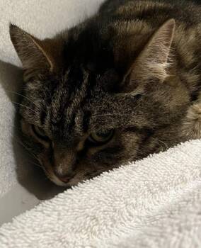 Pearl -  Domestic Short Hair Cat for Adoption in Stratham, New Hampshire - Pearl | PetCurious