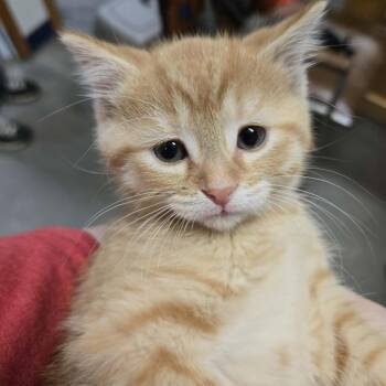 Domestic Short Hair Cats Available for Adoption in Park Falls, Wisconsin - Lois | PetCurious