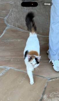 Rescue Domestic Short Hair Cats for Adoption in Madera, California - Buttercup | PetCurious