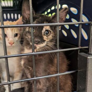 Domestic Short Hair Cats Available for Adoption in Emporia, Kansas - Roxi | PetCurious