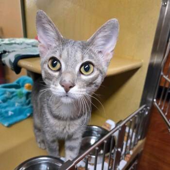 Ham -  Domestic Short Hair Cat for Adoption in Buffalo, New York - Ham | PetCurious