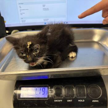 Rayne -  Domestic Short Hair Cat for Adoption in Saint Joseph, Missouri - Rayne | PetCurious