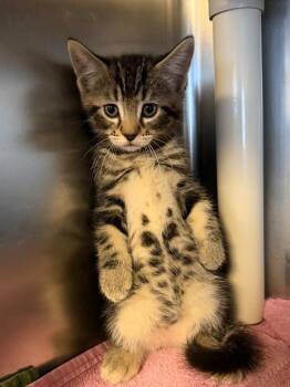Linquini -  Domestic Short Hair Cat for Adoption in Port Jervis, New York - Linquini | PetCurious