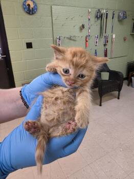 Domestic Short Hair Cats Available for Adoption in Burnsville, North Carolina - Icabod | PetCurious