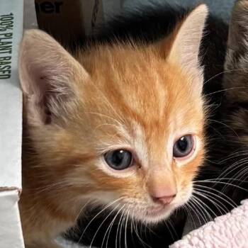 Orange Boy -  Domestic Short Hair Cat for Adoption in Volcano, Hawaii - Orange Boy | PetCurious