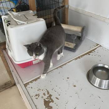Nolan -  Domestic Short Hair Cat for Adoption in Hearne, Texas - Nolan | PetCurious