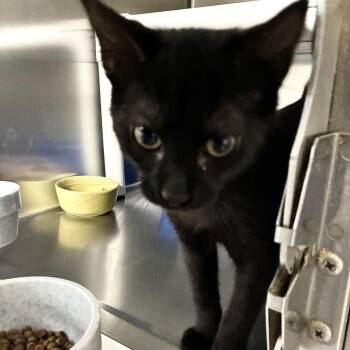 Boxing Glove -  Domestic Short Hair Cat for Adoption in Carencro, Louisiana - Boxing Glove | PetCurious