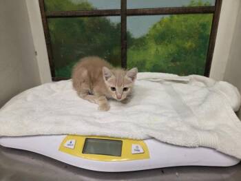 LUXIO -  Domestic Short Hair Cat for Adoption in Houston, Texas - LUXIO | PetCurious