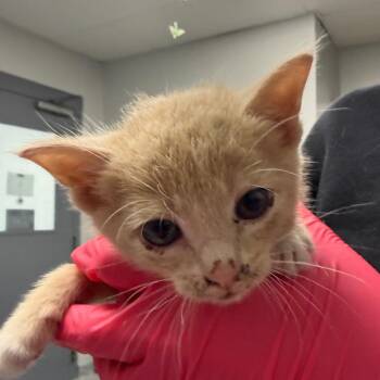 Domestic Medium Hair Cats Available for Adoption in Greenville, South Carolina - Pippa | PetCurious