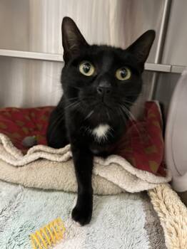 Rescue Domestic Short Hair Cats for Adoption in Novato, California - Tanya | PetCurious