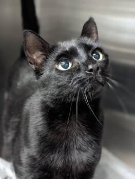 Domestic Short Hair Cats Available for Adoption in Plainfield, New Jersey - Prometheus  | PetCurious