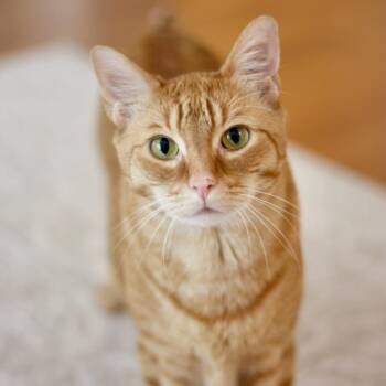 Domestic Short Hair and Mixed Breed Cats Available for Adoption in Westhampton, New York - Fletcher | PetCurious
