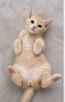 Domestic Short Hair Cats Available for Adoption in Oswego, South Carolina - Boomer | PetCurious