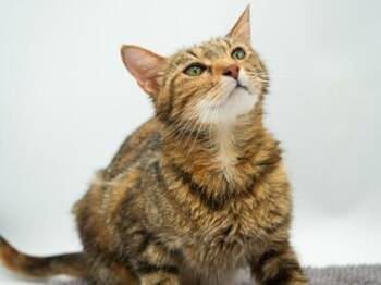 Penny -  Domestic Short Hair Cat for Adoption in Bowling Green, Kentucky - Penny | PetCurious