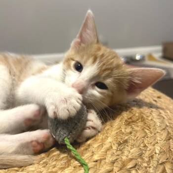 Thurman -  Domestic Short Hair Cat for Adoption in Overland Park, Kansas - Thurman | PetCurious
