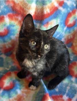 Rescue Domestic Short Hair Cats for Adoption in Millcreek, Utah - Honey | PetCurious