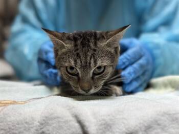 Rescue Domestic Short Hair Cats for Adoption in Raleigh, North Carolina - PINK LADY | PetCurious