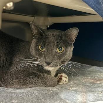 TUX -  Domestic Short Hair Cat for Adoption in Las Vegas, Nevada - TUX | PetCurious
