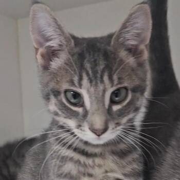 Tot -  Domestic Short Hair Cat for Adoption in Columbus, North Carolina - Tot | PetCurious