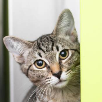 Taylor -  Domestic Short Hair Cat for Adoption in Middletown, Rhode Island - Taylor | PetCurious