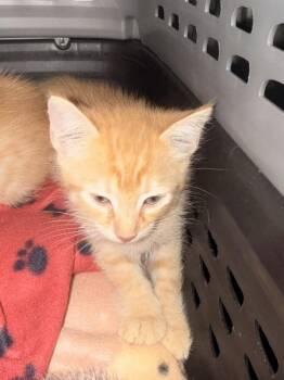 Dos -  Domestic Short Hair Cat for Adoption in Mobile, Alabama - Dos | PetCurious