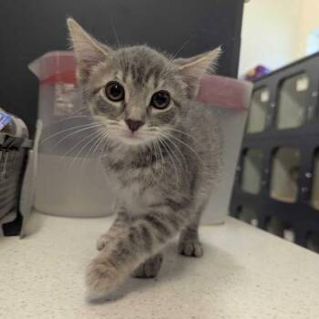 LadyBug -  Domestic Short Hair Cat for Adoption in Dayton, Ohio - LadyBug | PetCurious