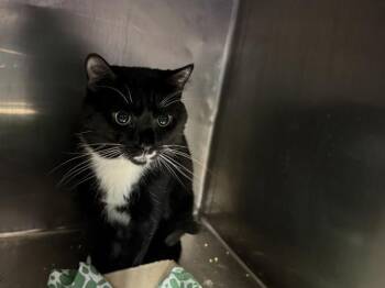 Le Tux -  Domestic Short Hair Cat for Adoption in New York, New York - Le Tux | PetCurious