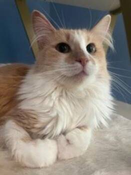 Domestic Medium Hair Cats Available for Adoption in Los Angeles, California - Taylor Swift | PetCurious