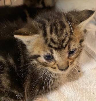 Domestic Short Hair Cats Available for Adoption in Rancho Cucamonga, California - YOKO | PetCurious