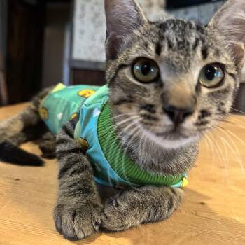 Rescue Domestic Short Hair Cats for Adoption in Pottsboro, Texas - Mr. Pancake | PetCurious