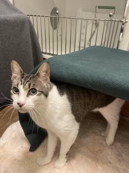 Rescue Tabby Cats for Adoption in Friday Harbor, Washington - Jessie | PetCurious