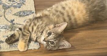 Stormy -  Domestic Medium Hair Cat for Adoption in Warren, Michigan - Stormy | PetCurious