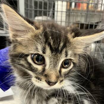 111834 -  Domestic Medium Hair Cat for Adoption in Las Cruces, New Mexico - 111834 | PetCurious