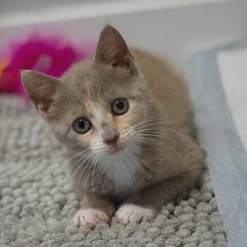 Spray Bottle -  Domestic Short Hair Cat Available for Adoption in San Antonio, Texas - Spray Bottle | PetCurious