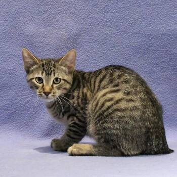 Riley -  Domestic Short Hair Cat for Adoption in Overland Park, Kansas - Riley | PetCurious
