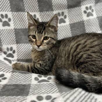Rescue Domestic Short Hair Cats for Adoption in Fairmont, Minnesota - Benedict | PetCurious