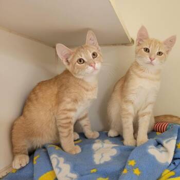 Kent -  Domestic Short Hair Cat for Adoption in Columbia, Missouri - Kent | PetCurious