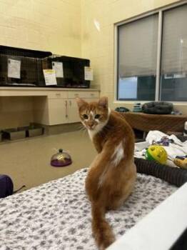 Sunday -  Domestic Short Hair Cat for Adoption in Vero Beach, Florida - Sunday | PetCurious